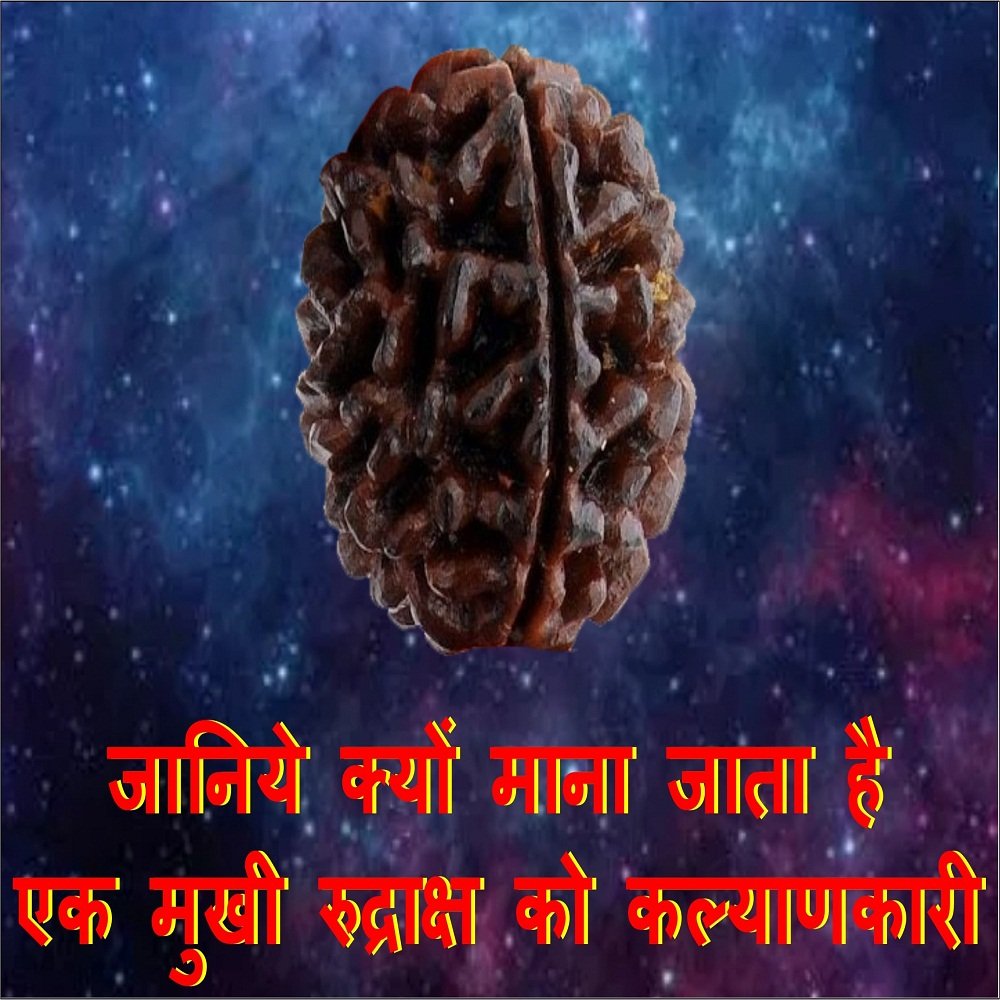 1 mukhi rudraksh min 1