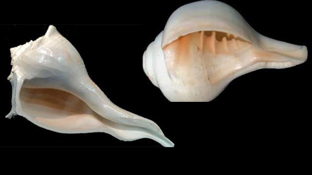 Dakshinavarti_Shankha_Acharya_Indu_Prakash