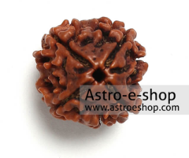 4_mukhi_rudraksha