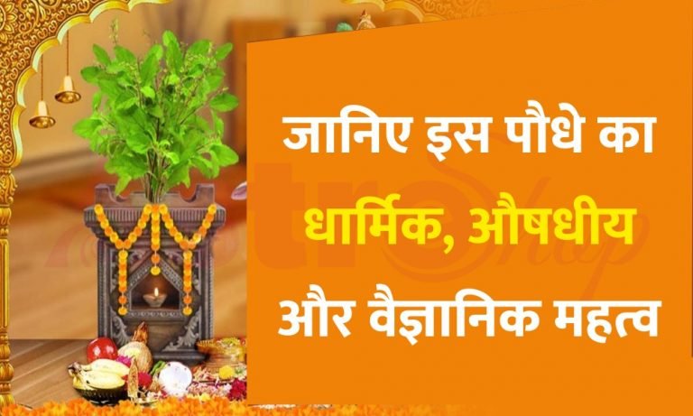 tulsi fe...