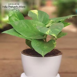 ज्योतिषीय सुझाव: मनी प्लांट