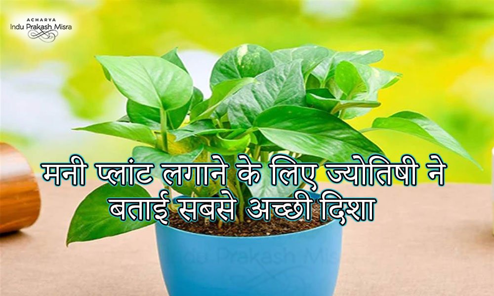 moneyplant fe